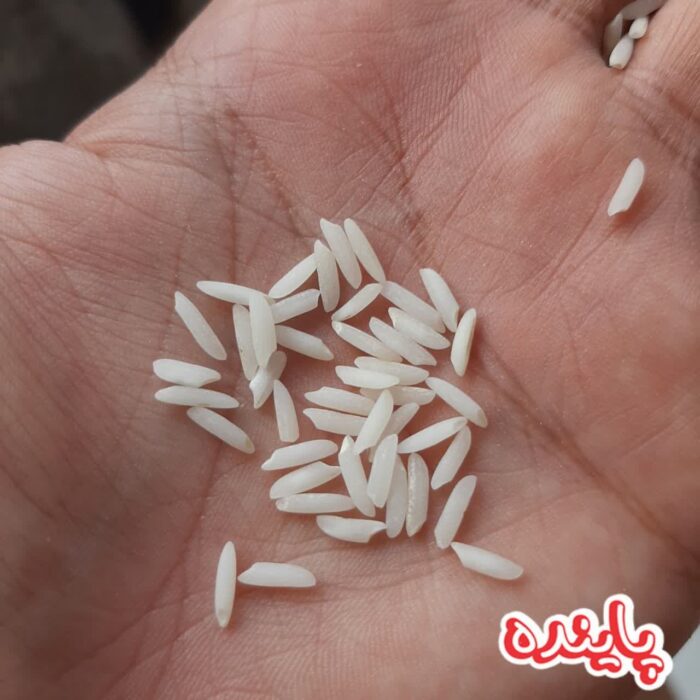 برنج هاشمی گیلان پاینده - Image 2