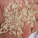 برنج فجر گرگان