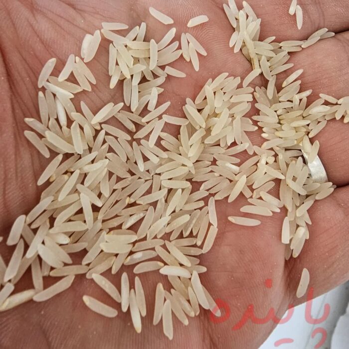 برنج فجر گرگان