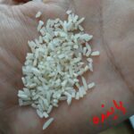 لاشه فجرگرگان