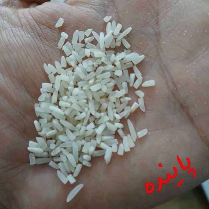 لاشه فجرگرگان