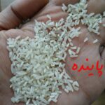 لاشه فجرگرگان