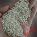 لاشه فجرگرگان