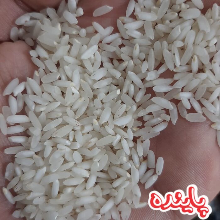 برنج چمپا میداوود