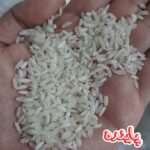 برنج چمپا میداوود