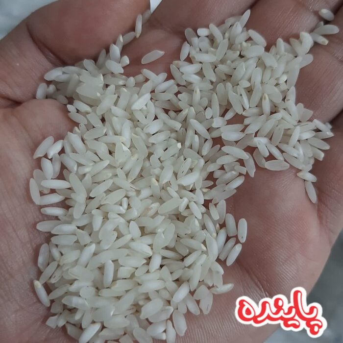 برنج چمپا میداوود