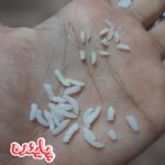 برنج چمپا میداوود