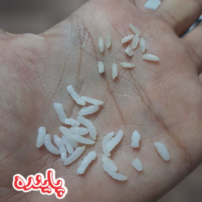 برنج چمپا میداوود