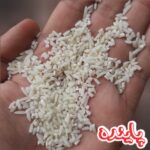برنج لاشه هاشمی گیلان