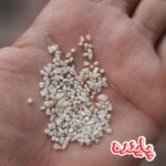 نیم دانه هاشمی گیلان