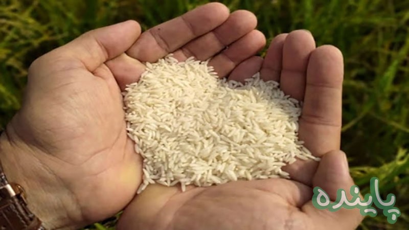 برنج پاینده