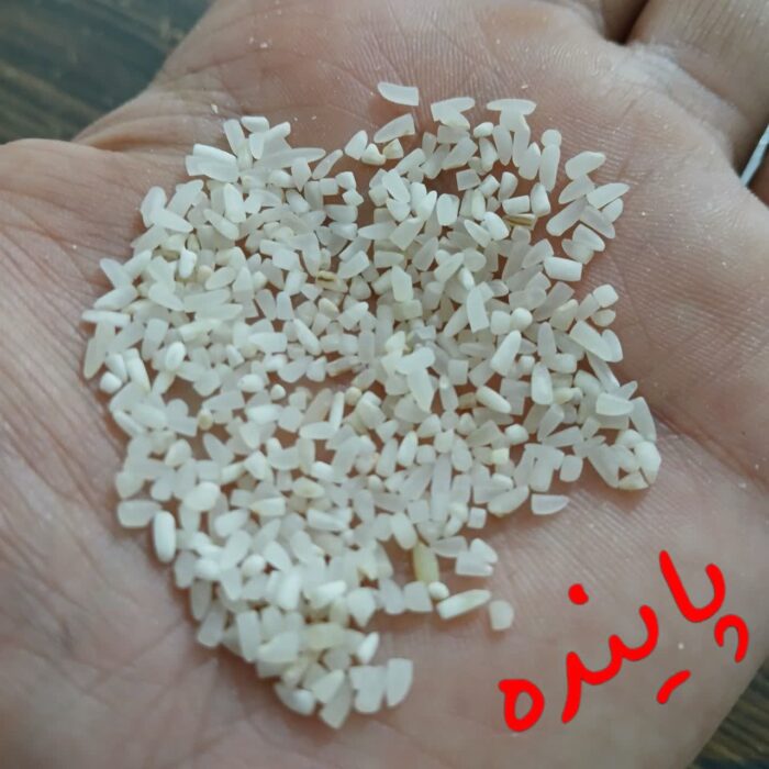 نیم دانه فجرگرگان