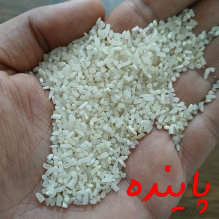 نیم دانه فجرگرگان