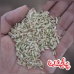 برنج قهوه ای چمپا
