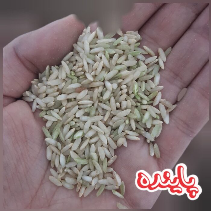 برنج قهوه ای چمپا