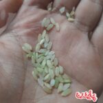 برنج قهوه ای کامفیروز پاینده - Image 4