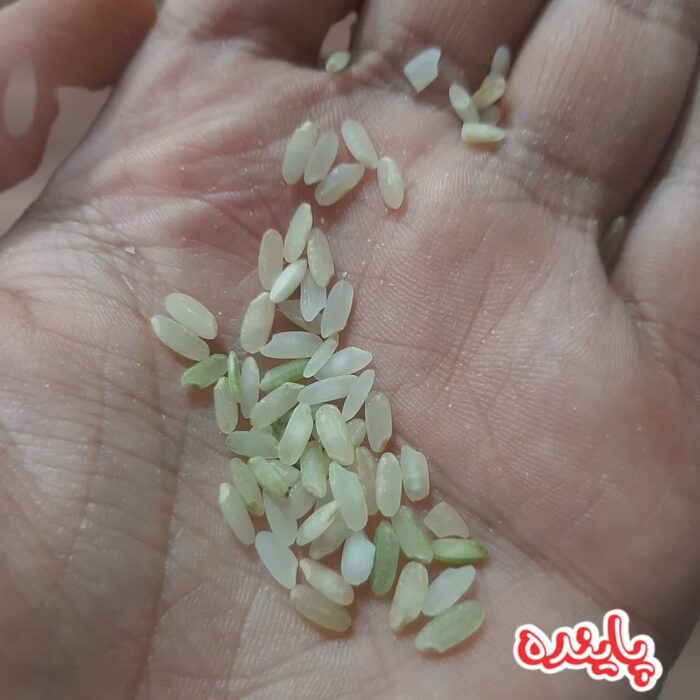 برنج قهوه ای کامفیروز پاینده - Image 4