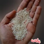 برنج لاشه دم سیاه مینودشت پاینده - Image 2