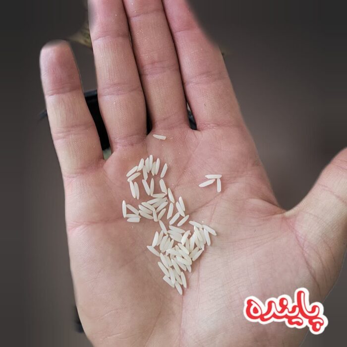 برنج دم سیاه زنجان