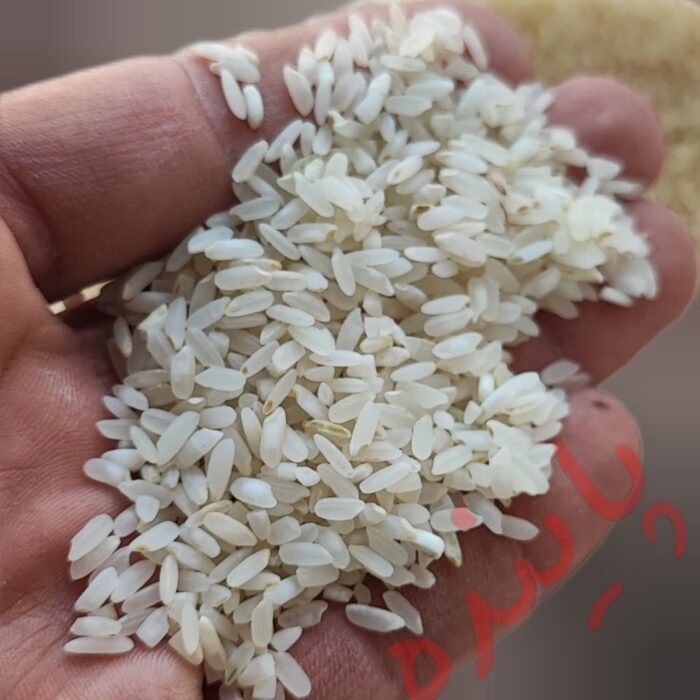 برنج چمپا لردگان