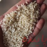 برنج چمپا لردگان