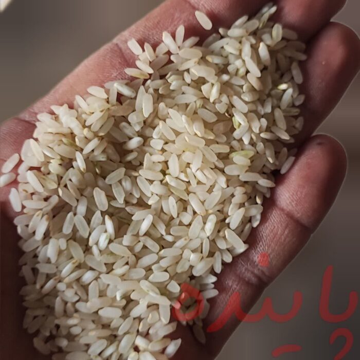 برنج چمپا لردگان