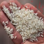 برنج چمپا لردگان