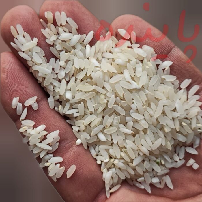 برنج چمپا لردگان