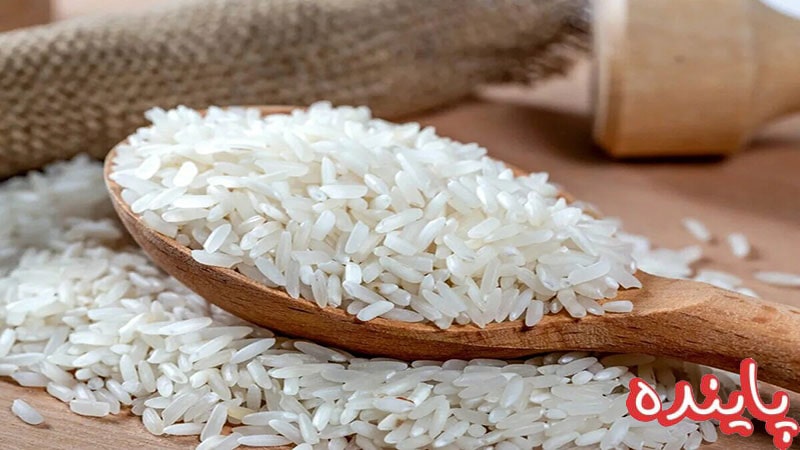 برنج دم سیاه چیست؟ - مشخصات برنج اصل + توضیحات کامل