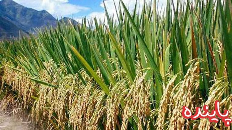 برنج طارم هاشمی چیست؟ از تاریخچه تا نحوه ی نگهداری و پخت آن