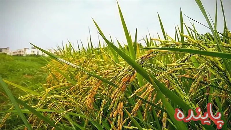 برنج کشت دوم چیست؟ 0 تا 100شناخت و مشخصات برنج کشت دوم اصل
