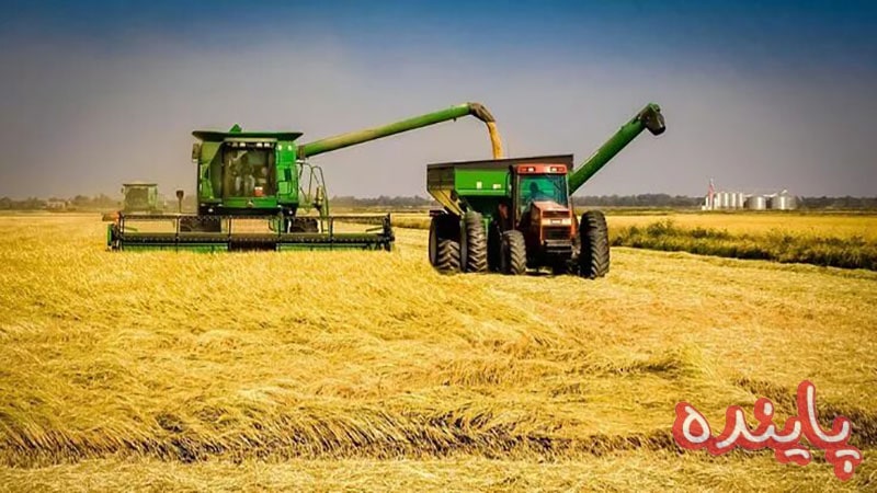 برنج کشت دوم چیست؟ 0 تا 100شناخت و مشخصات برنج کشت دوم اصل 