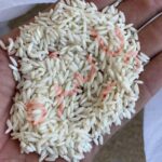 برنج طارم لرستان پاینده - Image 2