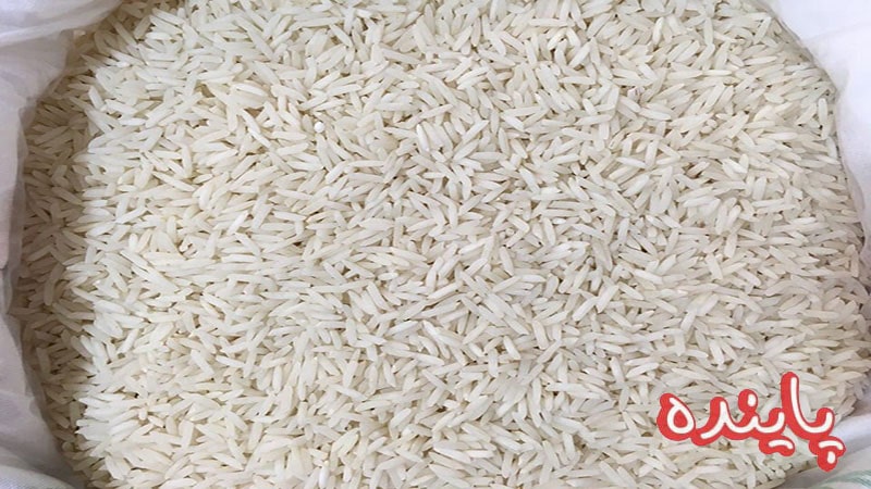 معرفی برنج شیرودی از 0 تا 100 | از تاریخچه تا قیمت و خرید