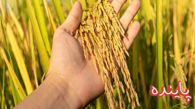معرفی برنج شیرودی از 0 تا 100 | از تاریخچه تا قیمت و خرید